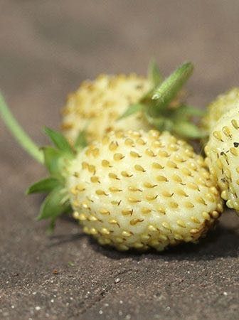 Fraisier des bois 'Yellow Wonder'