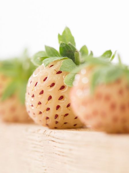 Fraisier du Chili 'Pineberry'
