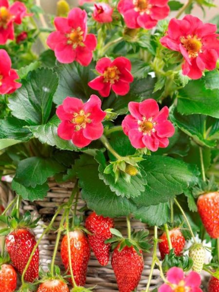 Fraisier 'Sweet F1Marathon'