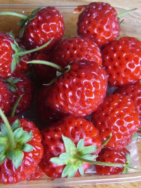 Fraisier 'Framberry'