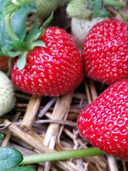 Fraisier 'Gorella' - non remontant