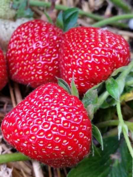 Fraisier 'Rubis des Jardins' - non remontant