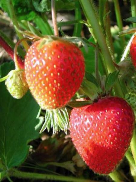 Fraisier 'Mme Moutot' - non remontant