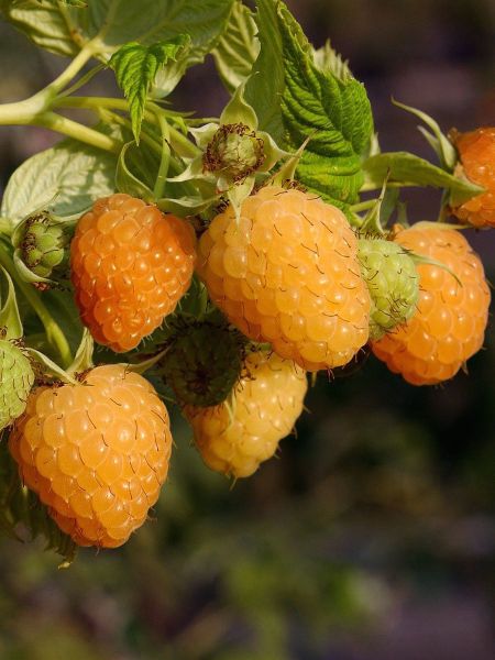 Framboisier 'Autumn Amber'