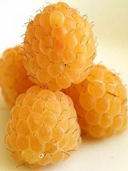 Framboisier 'Fallgold'