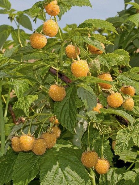 Framboisier 'Golden Everest'