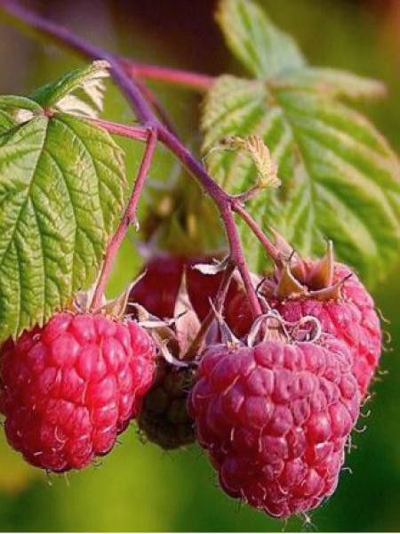 Framboisier 'Ottawa'