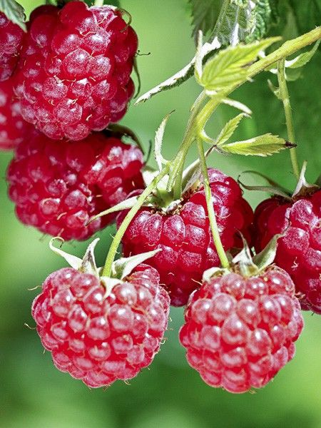 Framboisier remontant 'Bella Aromatica'