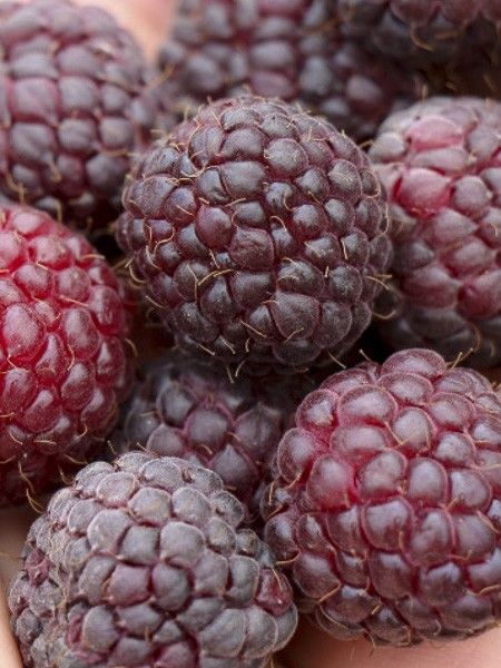 Framboisier remontant 'Malling Passion'