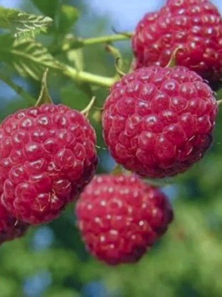 Framboisier remontant 'Sanibelle Lubera'