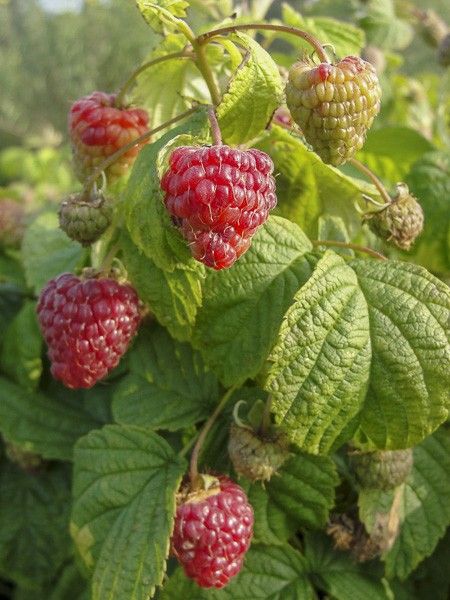 Framboisier 'Rustica'