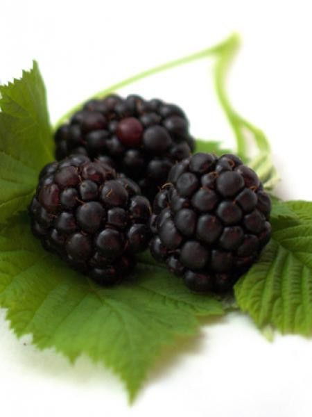 Framboisier 'Smoothstem'