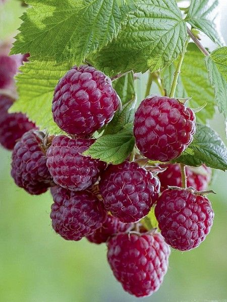 Framboisier 'Twotimer Sugana Red'