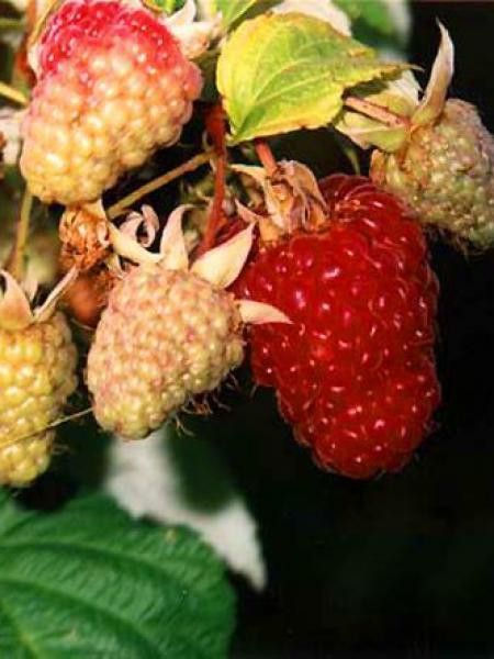 Framboisier 'Zefa Herbsternte'