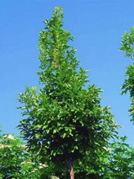 Frêne à fleurs 'Obelisk'
