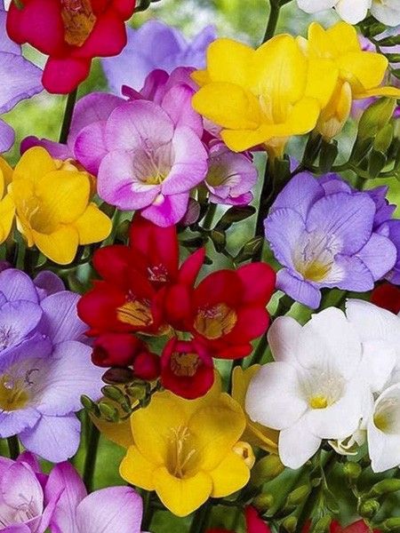 Freesia simples en mélange