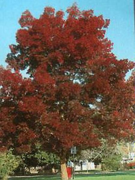 Frêne à feuilles étroites 'Raywood'