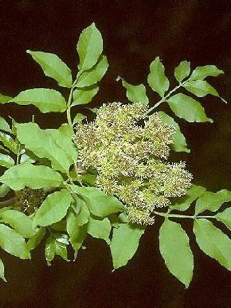 Frêne à fleurs, Frêne à manne