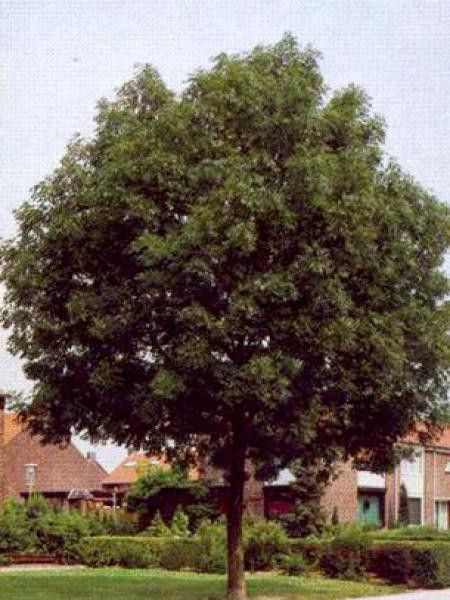 Frêne commun 'Altena'