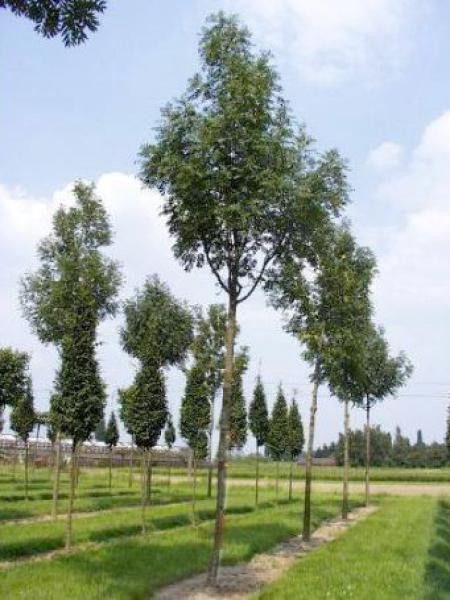 Frêne commun 'Westhof's Glorie'