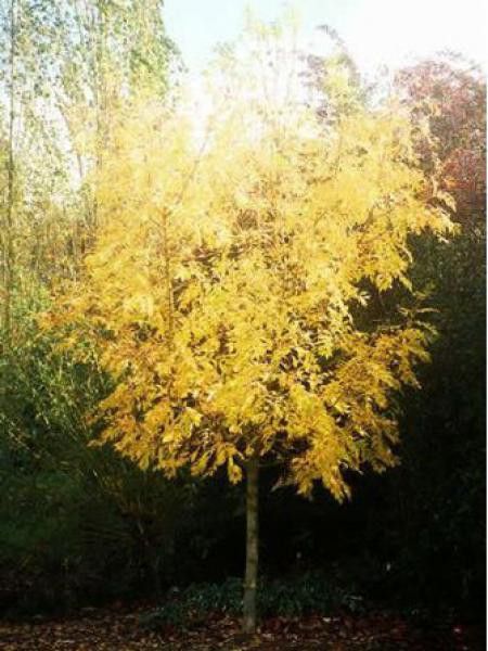 Frêne doré 'Jaspidea'