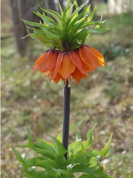 Fritillaire 'Aurora'
