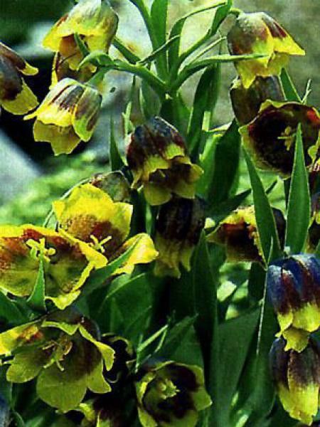 Fritillaire de Michailovsky