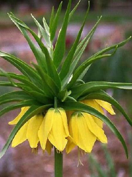 Fritillaire impériale 'Lutea'
