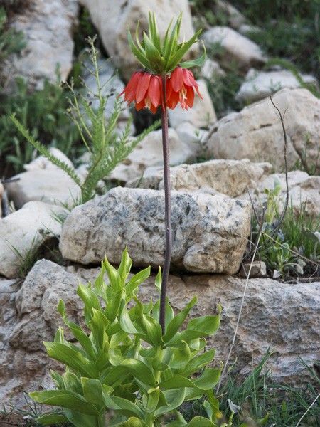 Fritillaire impériale