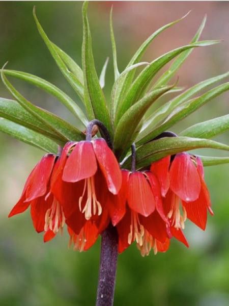 Fritillaire 'Jumbo - Imperialis Red'