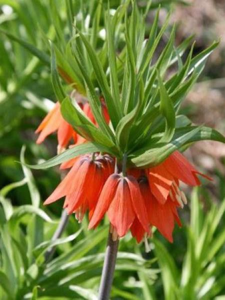 Fritillaire 'Rubra'