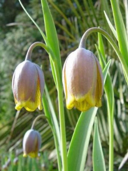 Fritillaire 'Uva-Vulpis'
