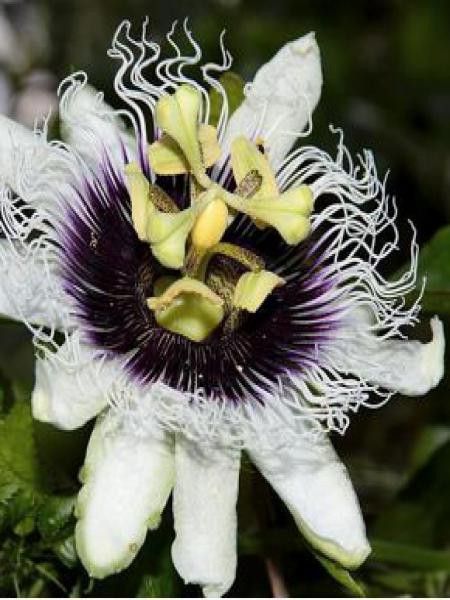 Fruit de la passion, Grenadille pourpre, Maracudja