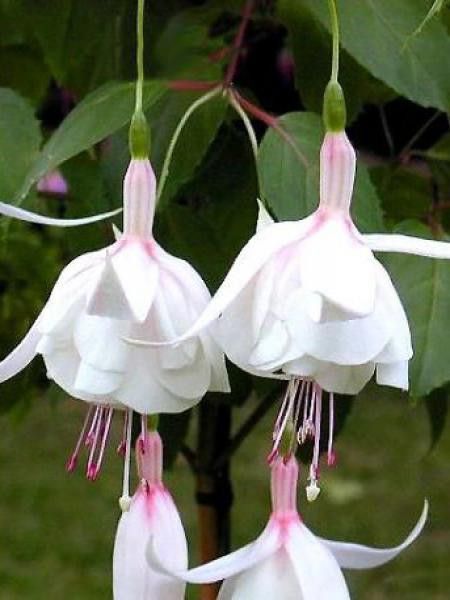 Fuchsia  'Annabel'