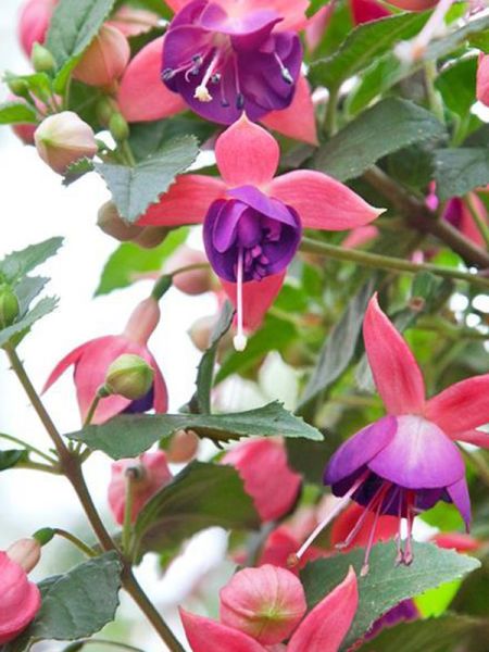 Fuchsia 'Eva Boerg'