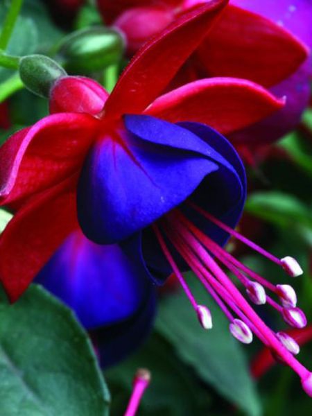 Fuchsia 'Tom Thumb'