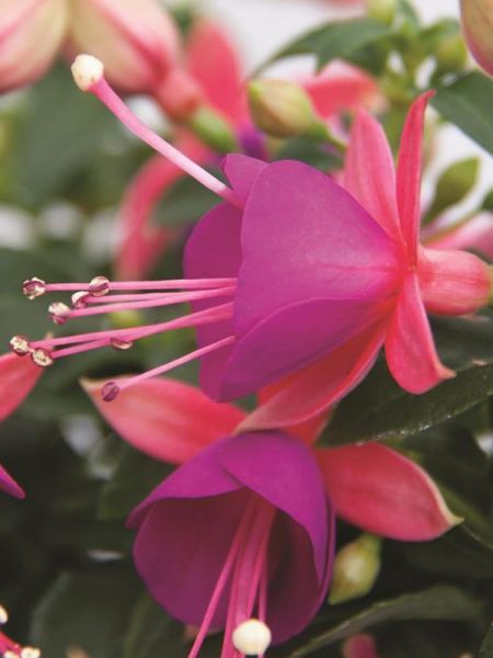 Fuchsia 'Rosalien'