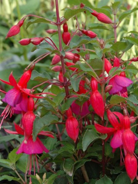 Fuchsia  'Beacon'