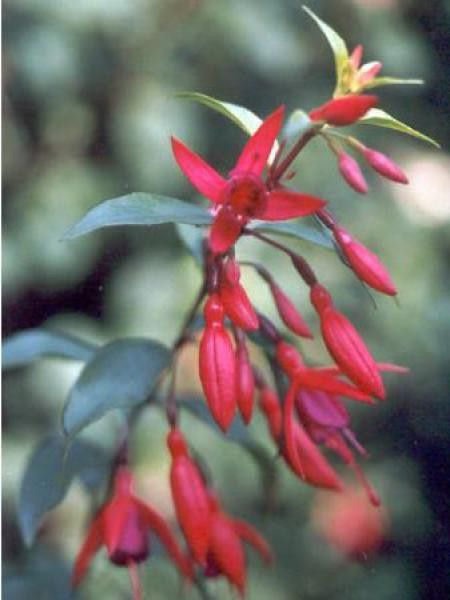 Fuchsia  'Bernisser Hardy'