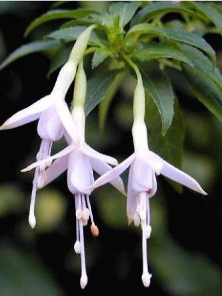 Fuchsia de Magellan 'Alba'