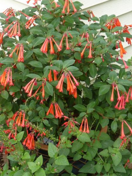 Fuchsia 'Gartenmeister'