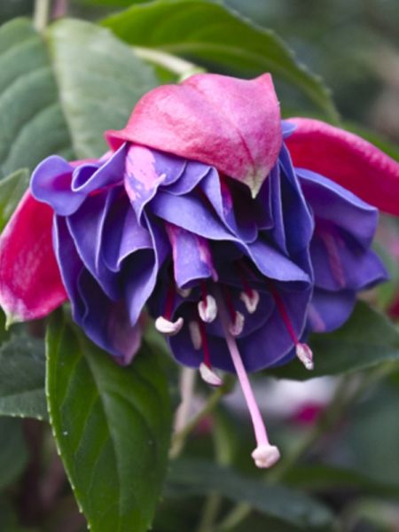 Fuchsia 'Dark Eyes'