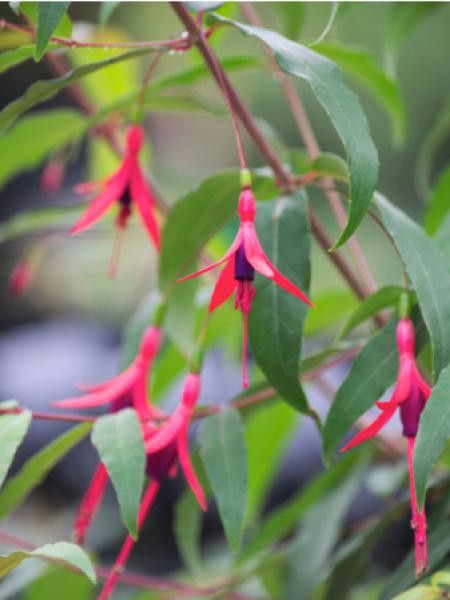 Fuchsia  'Hatschbachii'