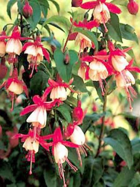 Fuchsia  'Madame Cornelissen'