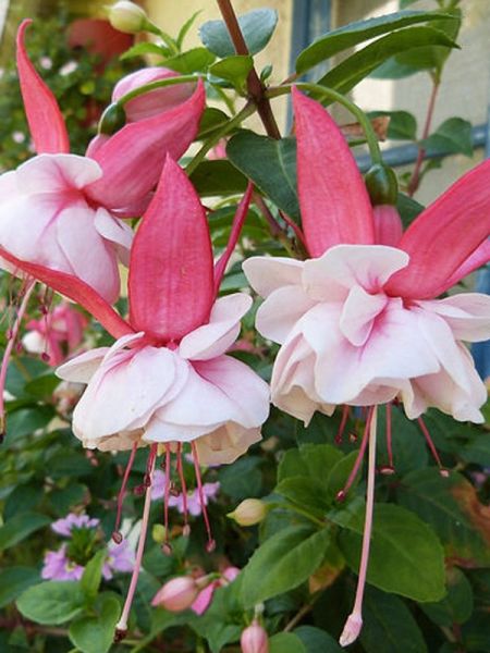 Fuchsia 'Sir Matt Busby'