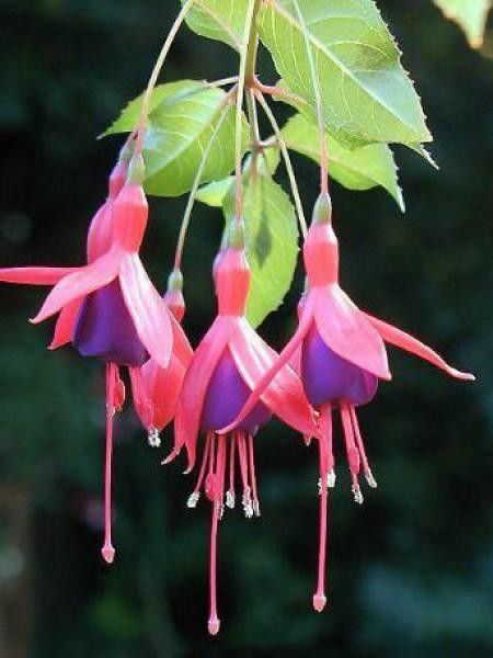 Fuchsia  'Mrs Popple'
