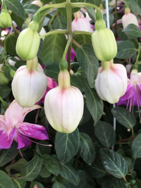 Fuchsia 'Paula Jane'