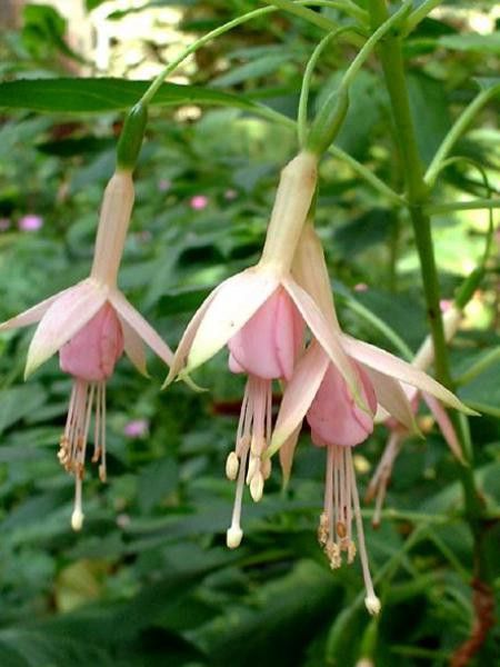 Fuchsia  'Whiteknights Pearl'