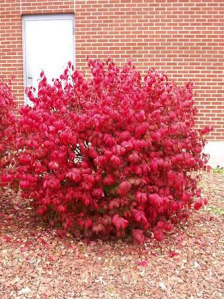 Fusain ailé 'Compactus'