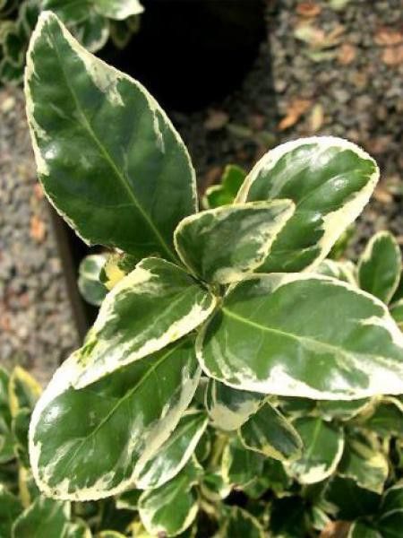 Fusain du Japon 'Albomarginatus'